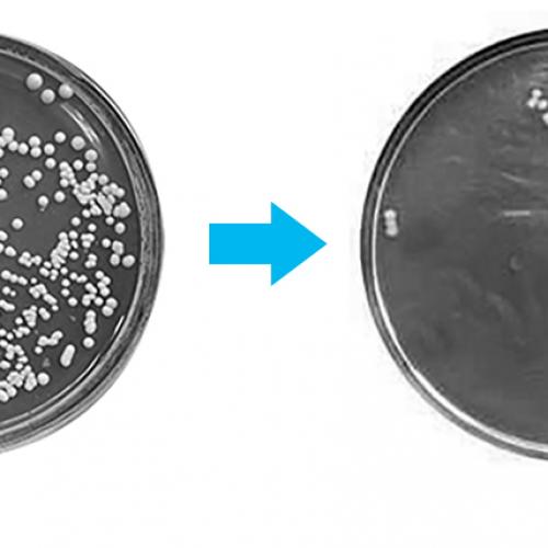 “Sterile Water” Isn’t Sterile—Why Your Filter Needs an Antibacterial Shield  